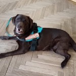 Kutyás Foglalkozás 2025 október